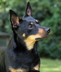 Pickle - female lancashire heeler