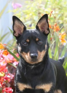 dora - lancashire heeler bitch puppy