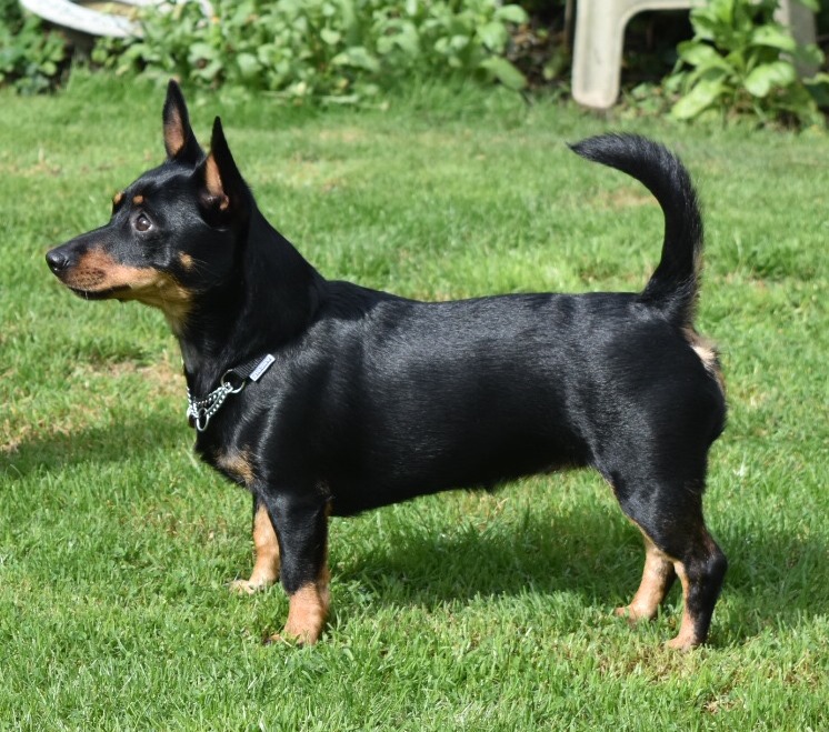Image of a young Lancashire Heeler called Dora with a glossy black and brown coat