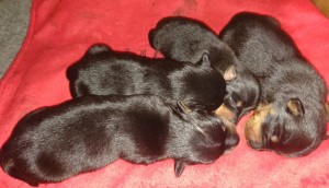 Two days' old puppies
