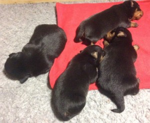 Puppies at 10 days