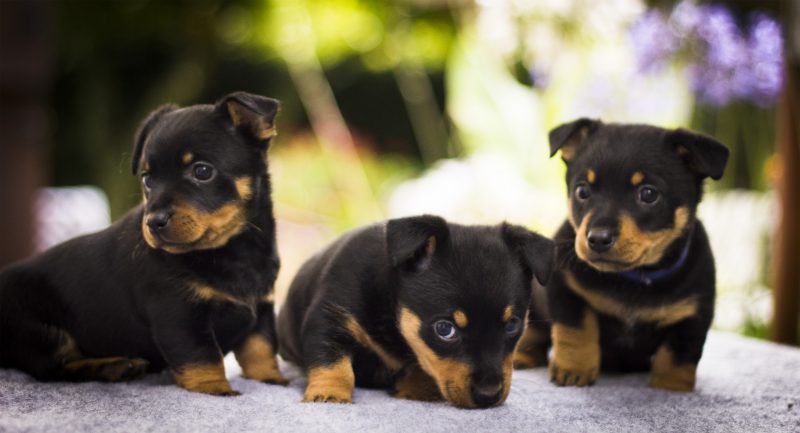 ormskirk heeler pups for sale