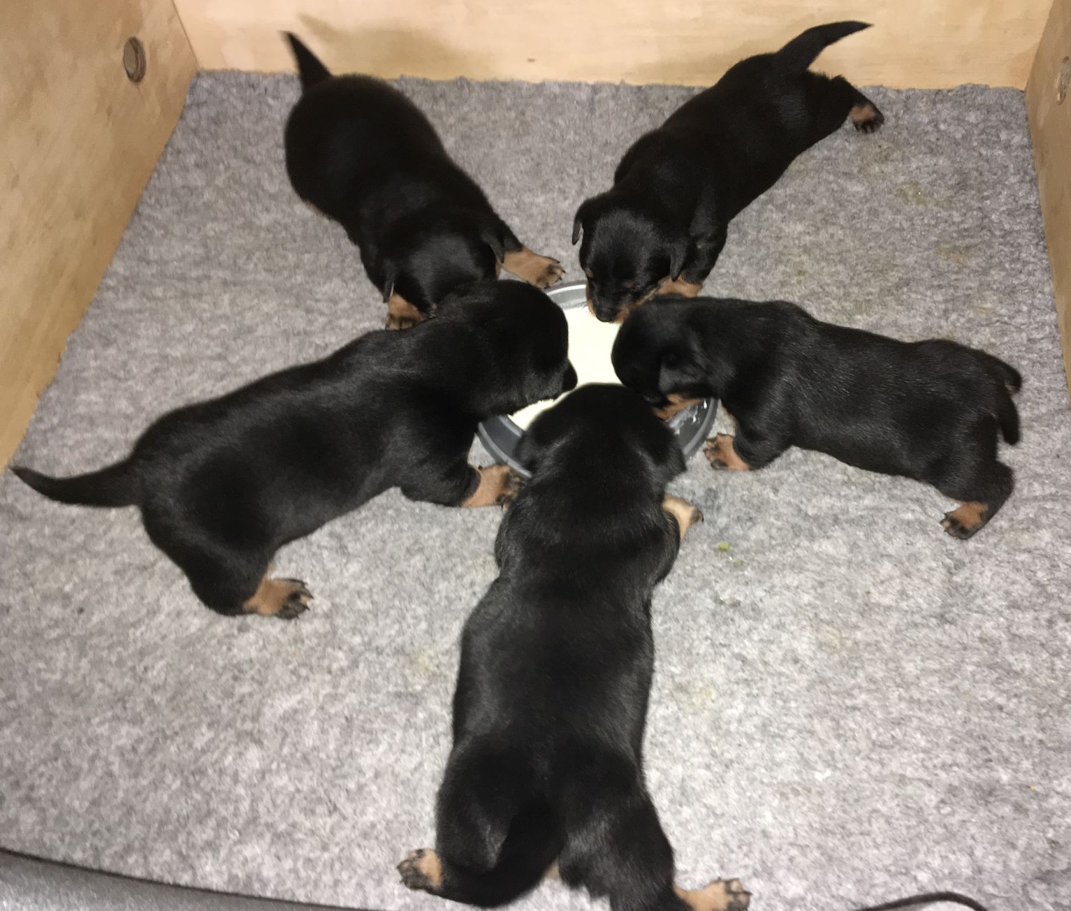 Weaning puppies