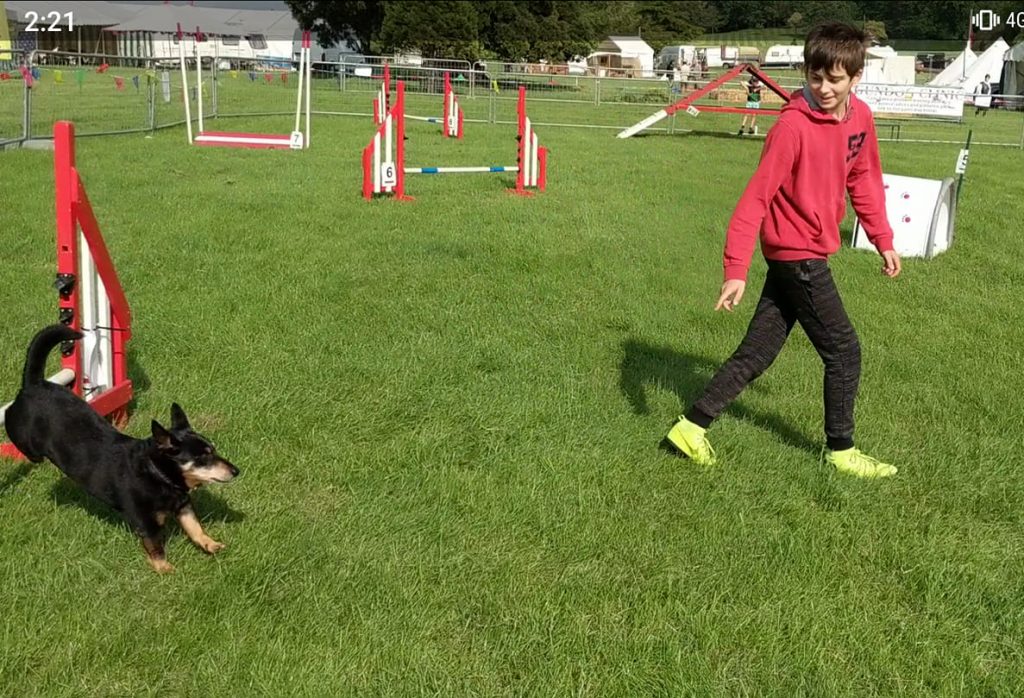 Mikey and Bilbo doing agility