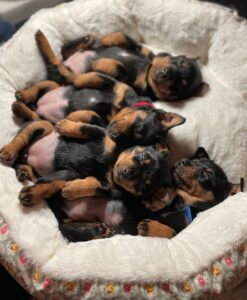 Sleeping Puppies